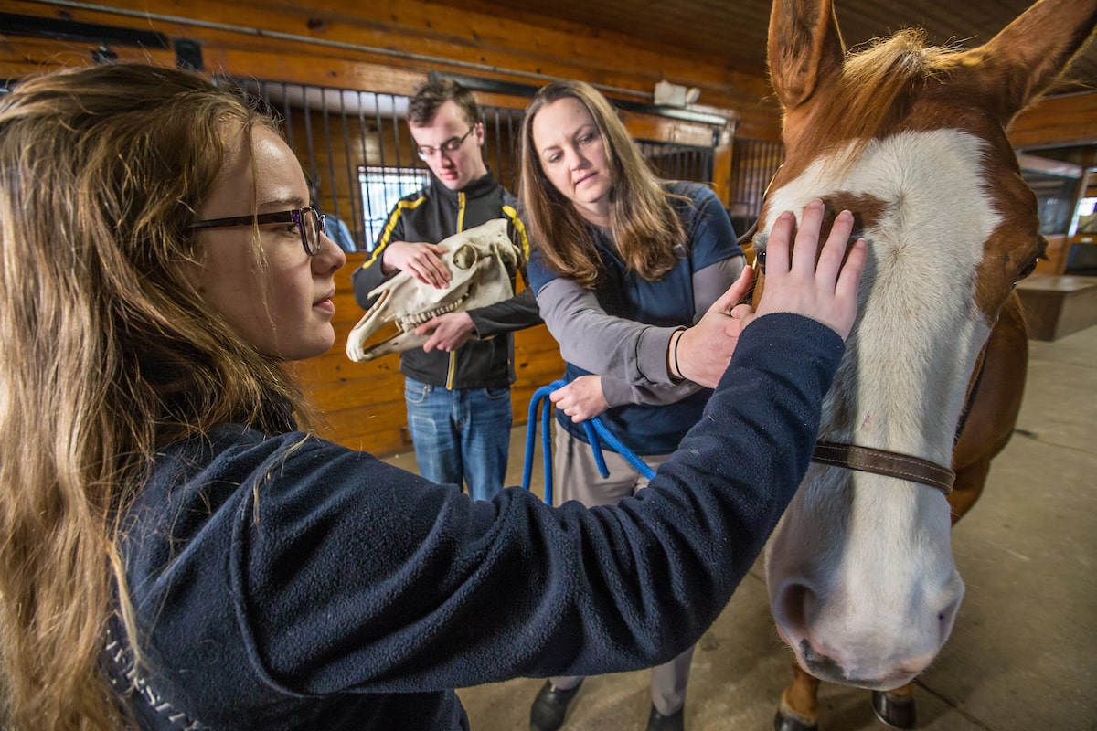 Student working with a horse in the stable. 