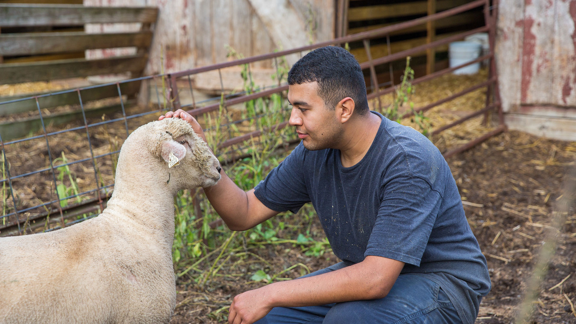 Student Victor Delgado '18 petting a sheep at a farm