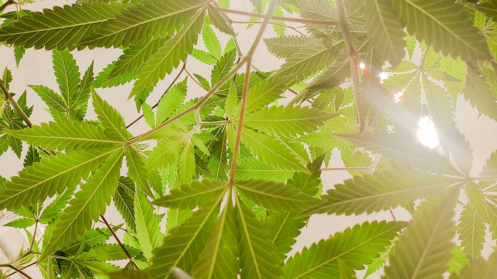 A photo of cannabis leaves